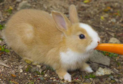 人参を食べているウサギ